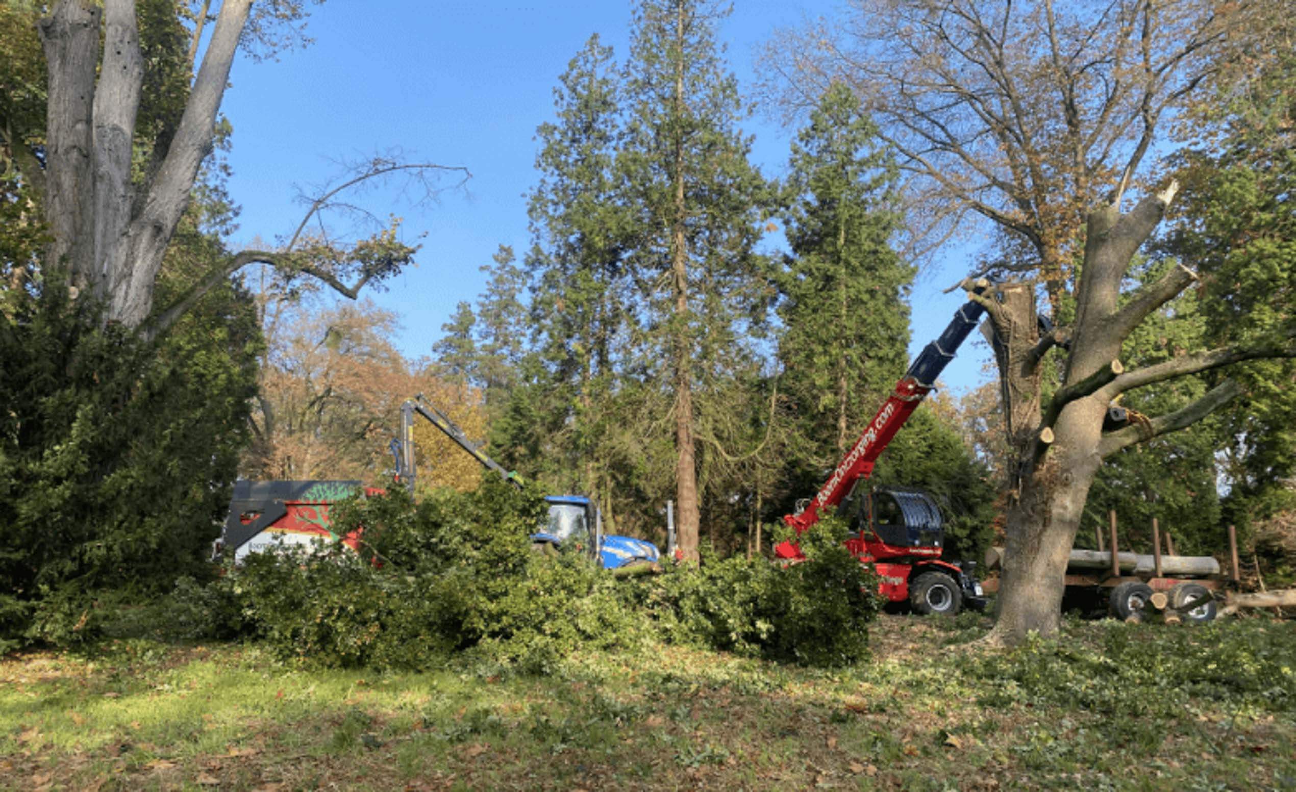 Man met omgevallen boom